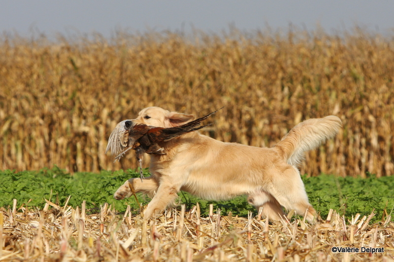 Field Erstein 09 (148).JPG